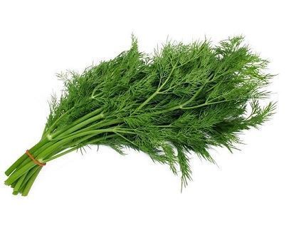Fresh Herbs Dill Leaves