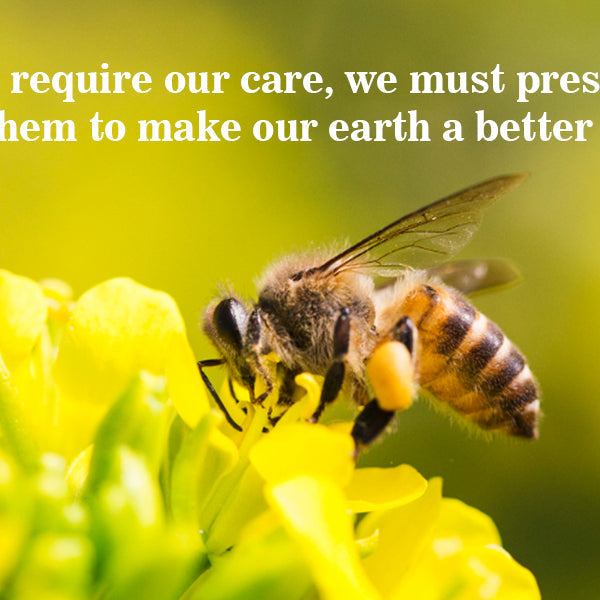 Bees require our care, and we must preserve and safeguard them to make our earth a better and safer place. FromIndia.com