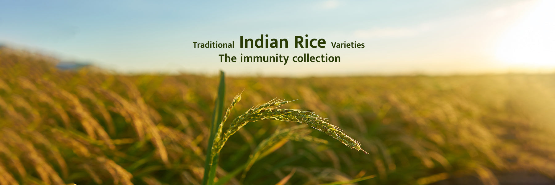 Traditional Indian rice varieties and its nutritional benefits FromIndia.com