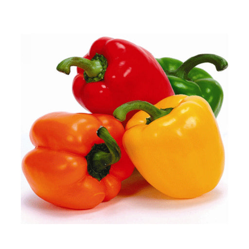 Fresh Capsicum Mixed Colors (Bell Peppers)