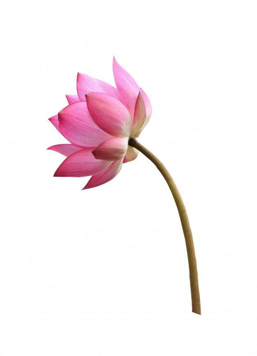 Fresh Lotus Pooja Flower 