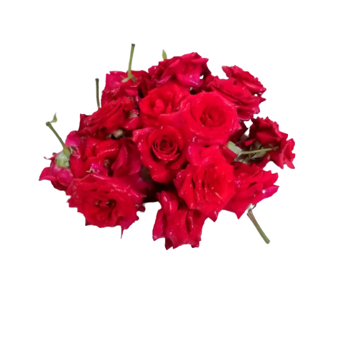 Fresh Red Rose Pooja Flower 