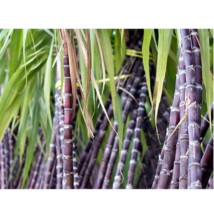 Fresh Whole Sugarcane (Pre Order) - 1 Set (2 Pcs)