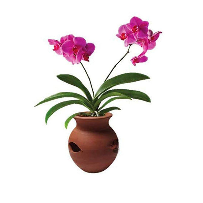 Terracotta Orchid Pot  - 1 Pc