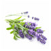 Lavender Incense-100g - FromIndia.com