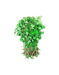 Pioneer Agro Industry Arai Keerai seeds - FromIndia.com