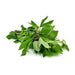 Pioneer Agro Industry Pulicha Keerai - Green (Gongura)  seeds - FromIndia.com