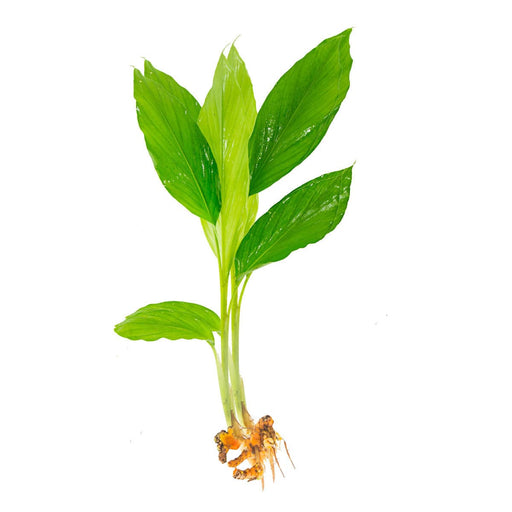 Manjal Kombu / Turmeric Leaves - FromIndia.com