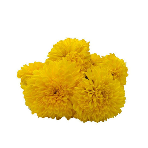 Yellow Chrysanthemum Flower (Samandhi ) 200 g - FromIndia.com